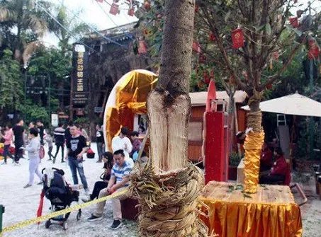 景区摇钱树被摇断说明了什么问题？