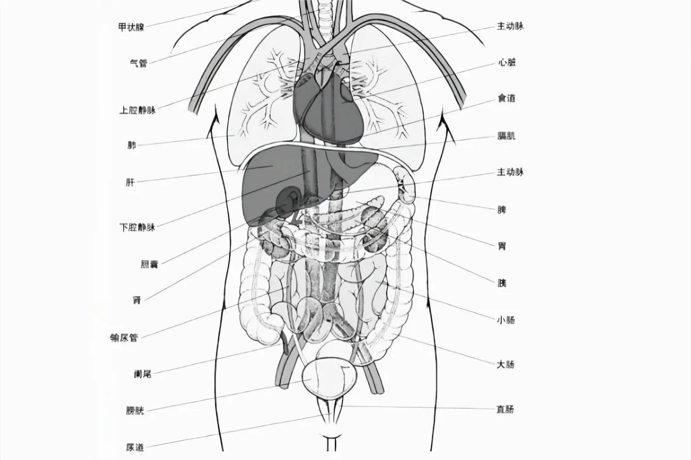 人体结构全身图