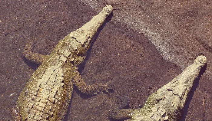 鳄鱼的眼泪是什么意思