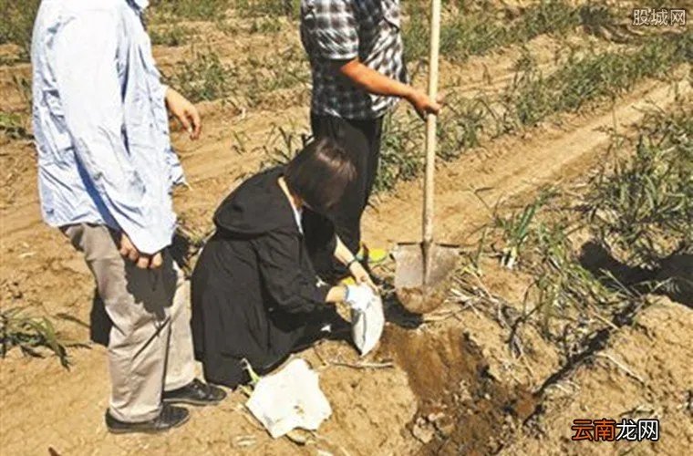 大葱毒死羊案获刑,山东大葱毒死羊是真的吗