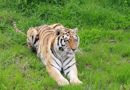 吉林女子下班途中遇东北虎雪地漫步,遇到野生动物该如何保证自身安全?