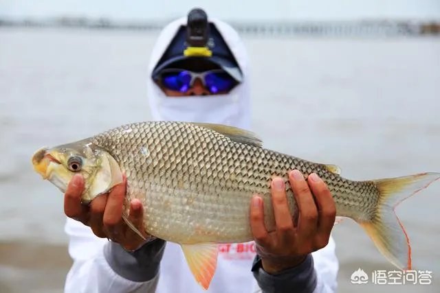 除了《游钓中国》，你还喜欢什么钓鱼类视频？