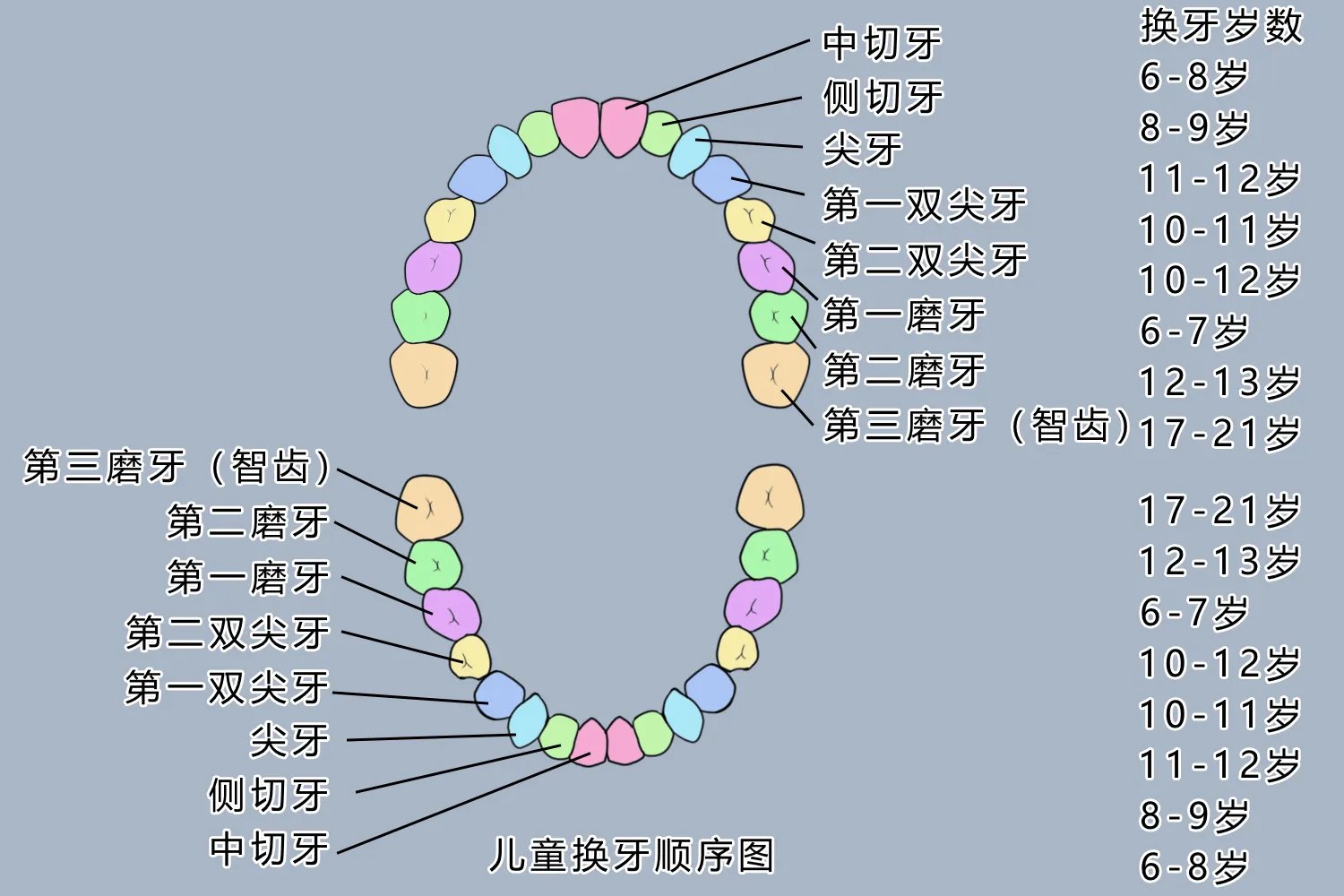 儿童换牙顺序图