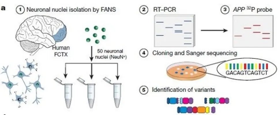 这才是“基因修改”的正确姿势:人类脑细胞自己修改DNA!