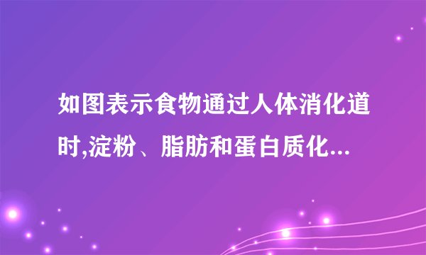 如图表示食物通过人体消化道时,淀粉、脂肪和蛋白质化学性消化的程度,字母代表组成消化道的各器官及排列顺序,请据图回答:(1)图中 X 曲线表示的是淀粉的消化过程.(2)性图中可以看到淀粉的消化开始于 口腔 ,蛋白质的消化开始于 胃 ,脂肪的消化开始于 小肠 .(3)D内的消化液有哪些? 肠液、胰液、胆汁(4)淀粉、蛋白质和脂肪消化的终产物分别是 葡萄糖 、 氨基酸 甘油和脂肪酸,这些终产物几乎全部在 小肠 内吸收,然后随着血液循环运往全身.