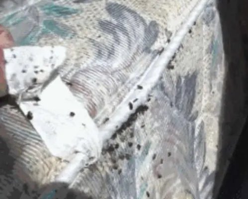 女子浑身瘙痒难忍 掀床单惊呆!