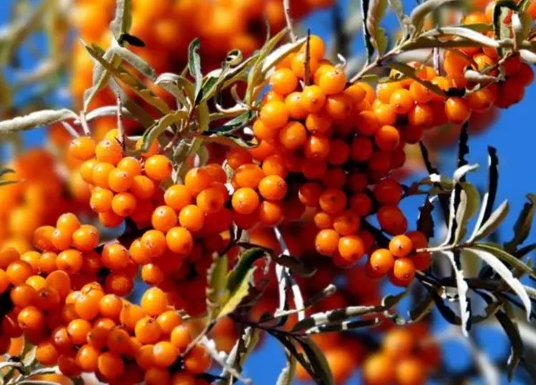 沙棘果的功效与作用