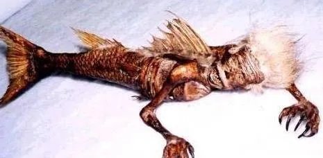 3000年神秘人鱼遗体竟罕见曝光(图)