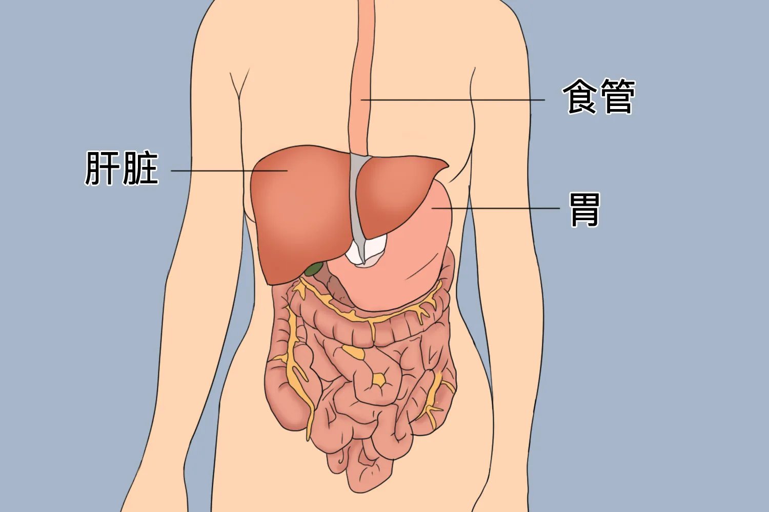 女性腹部内脏器官位置分布图