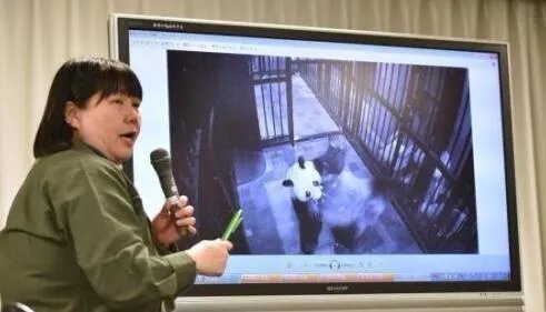 熊猫日本首次产子性别是什么？
