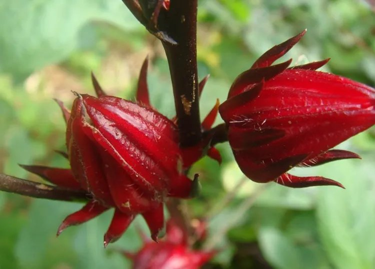 玫瑰茄的功效与作用