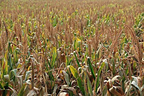 玉米价格每吨涨千元，为什么会出现这样的情况？