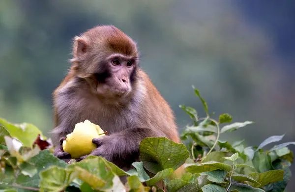 奶奶和小猕猴有什么故事？