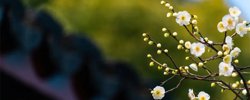 蓝桉的花语 蓝桉的花语是什么意思