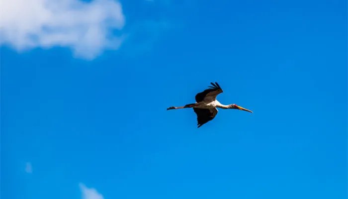 鹳怎么读 鹳的读音是什么