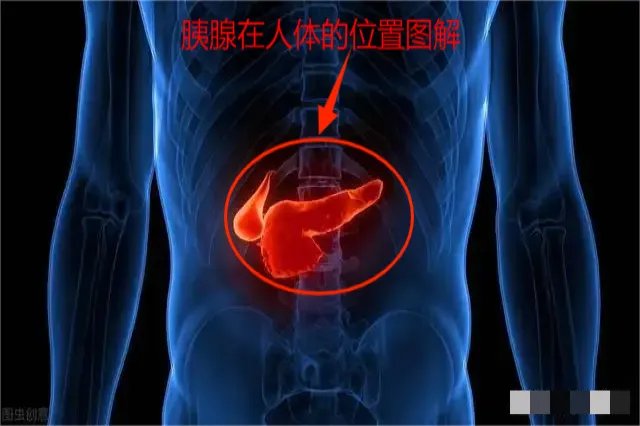 胰腺在人体什么位置图解