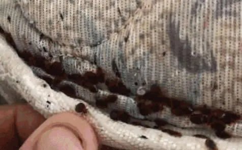 女子浑身瘙痒难忍 掀床单惊呆!