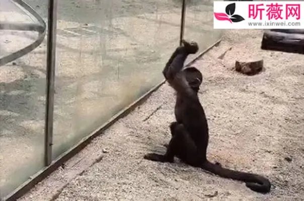 动物园猴子砸玻璃怎么回事：画面还原事发经过及结果