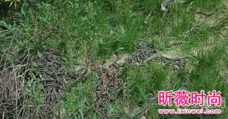 男子维修管道:竟发现骇人一幕（图）