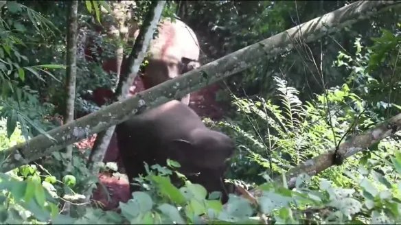 云南宁洱出现24头野生亚洲象 野生象监测数据来自宁洱