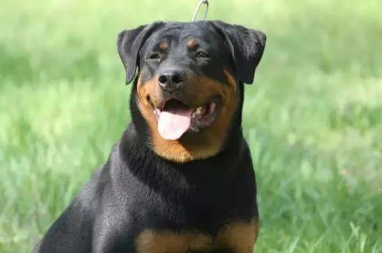 美国防暴犬罗威纳和卡斯罗哪个更厉害，卡斯罗犬vs罗威纳犬