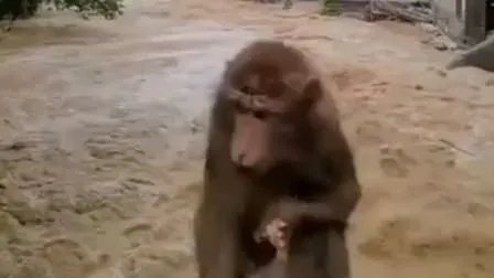 武夷山暴雨中猴子蹲桥上避险是怎么回事？