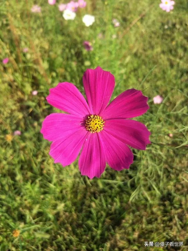 波兰总统杜达感染新冠病毒,会对当地防疫以及政治带来哪些影响?
