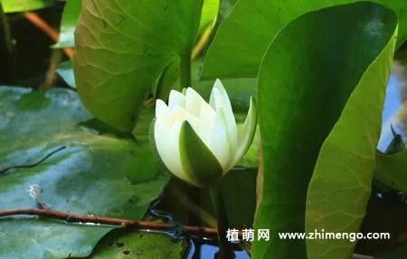 17张睡莲（子午莲）图片