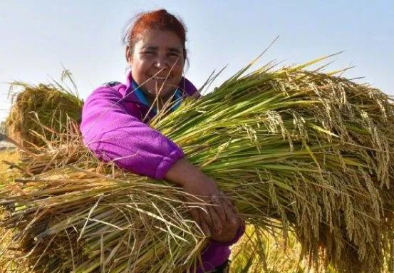 袁隆平团队沙漠海水稻再丰收，最高产量达到了多少？