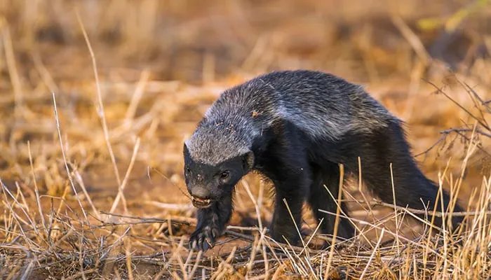 平头哥是什么动物 平头哥是什么