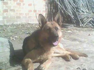 犬王传奇的介绍