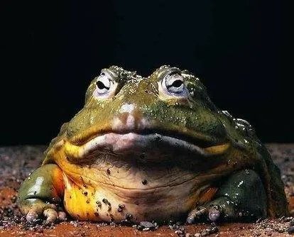 武汉菜市场竟卖野生青蛙，事情的原委是怎样的？