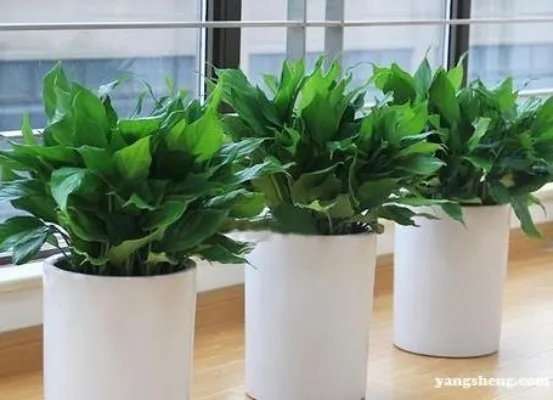 家中放这植物财运竟源源不断（图）