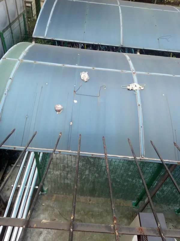 粪便空袭女寝阳台是怎么回事呢？