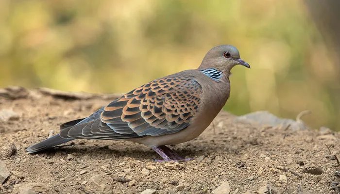 斑鸠吃什么 斑鸠吃什么食物