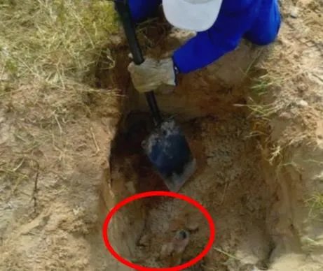 深坑发出呻吟声 女子靠近后现心碎一幕(图)