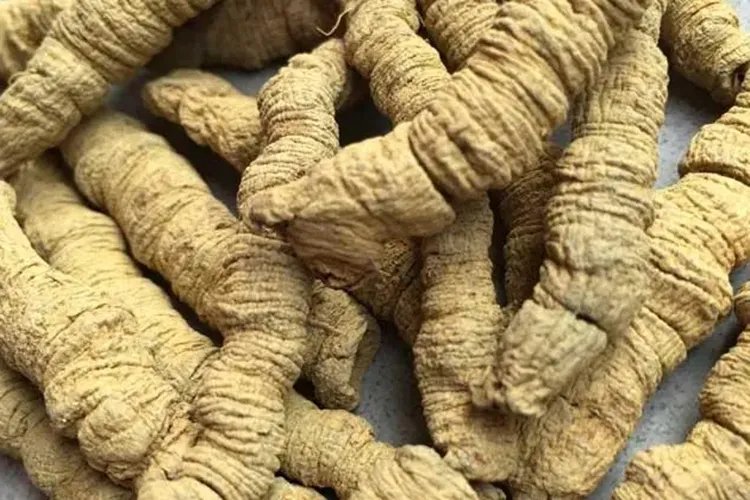 巴戟天高清图片大全