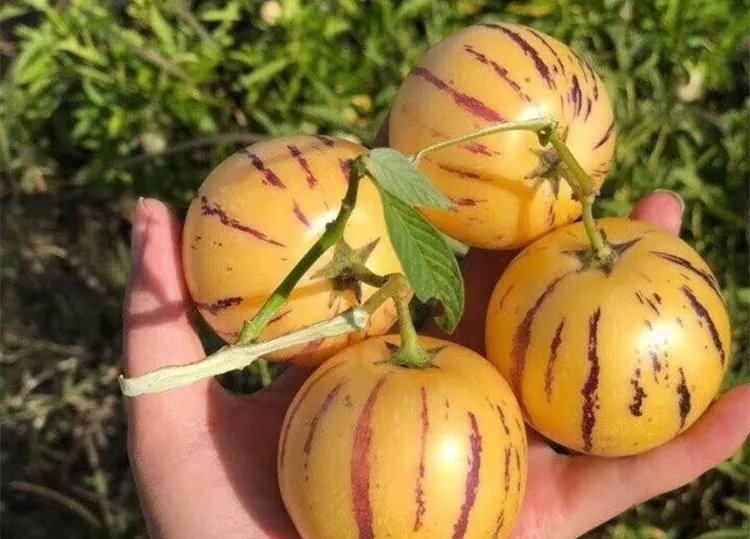 人参果的功效与作用