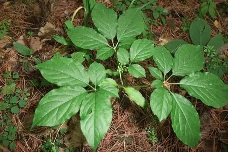 高丽参和红参的区别图片