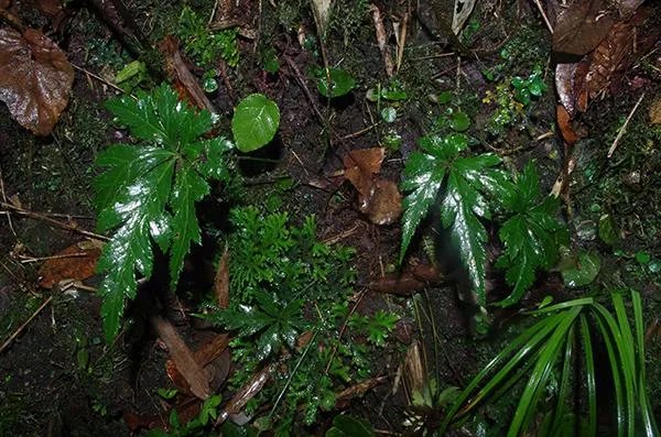 黄连遭非法采挖专家采取了什么办法挽救？