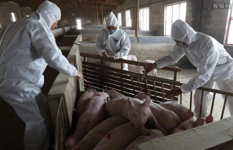 绥化明水非洲猪瘟 非洲猪瘟来袭养殖户损失惨重