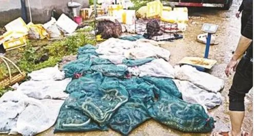 江西截停非法运输野生动物货车是什么情况？