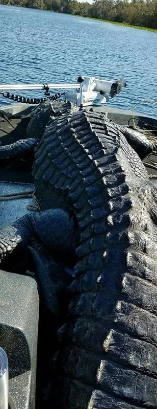 厉害了我的哥!猎人捕巨型短吻鳄重达635斤