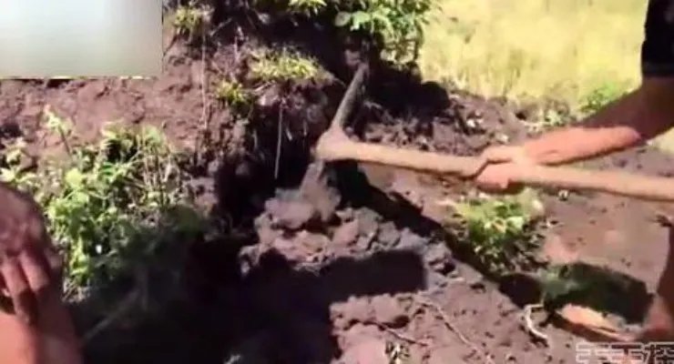 男子野外挖田鼠 挖出的东西吓一跳（组图）