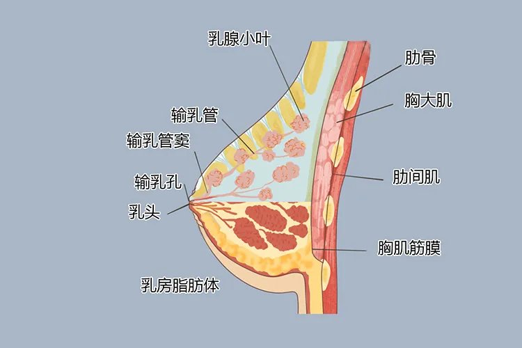 乳腺分布图片