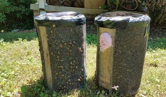 12万只蜜蜂藏卧室天花板是怎么回事?