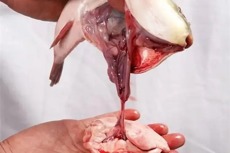 河豚的哪个部位有毒