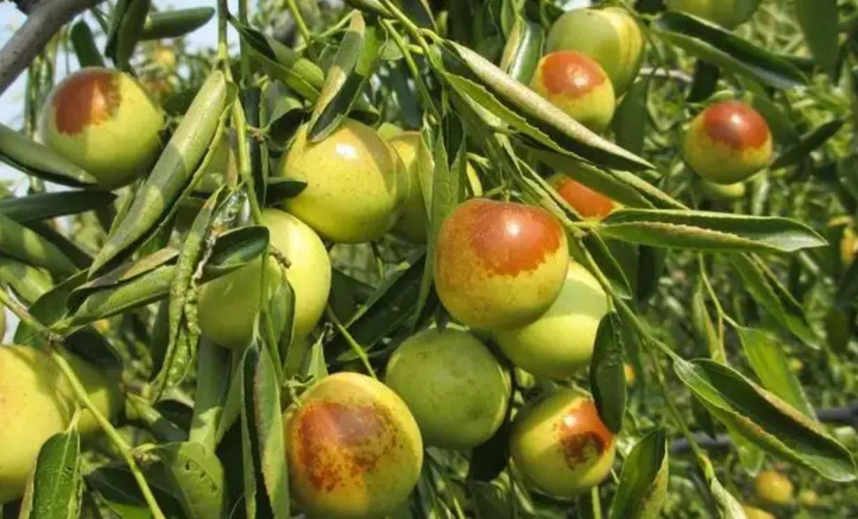 冬枣的功效与作用