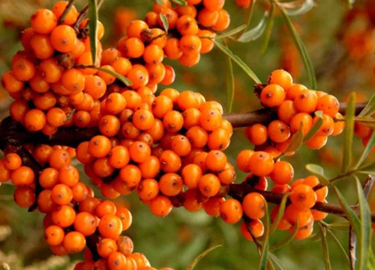沙棘的功效与作用