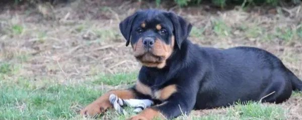 美国防暴犬罗威纳和卡斯罗哪个更厉害，卡斯罗犬vs罗威纳犬